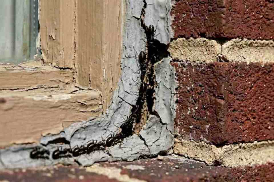 Carpenter ants following a pheromone trail through a cracked exterior window caulk joint in Burlington, Ontario.